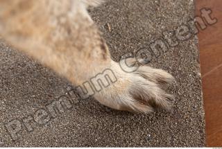 Wolf leg photo reference 0001